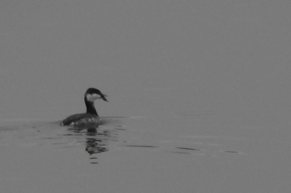 Horned Grebe - ML645841331