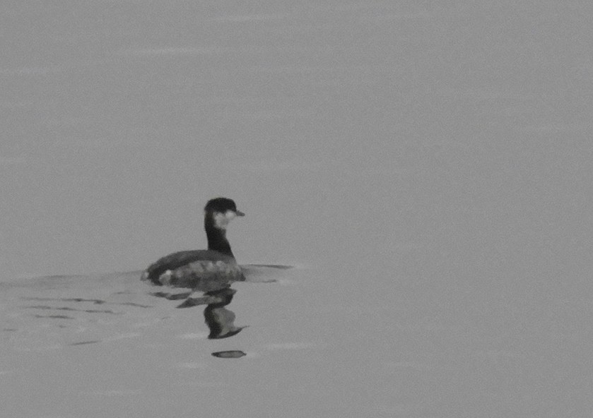 Horned Grebe - ML645841332
