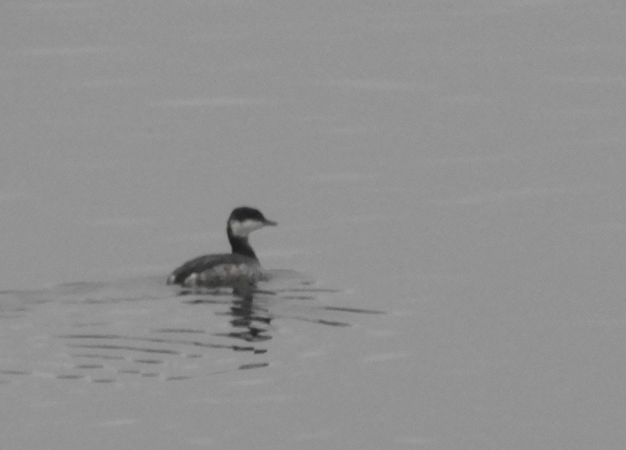 Horned Grebe - ML645841333