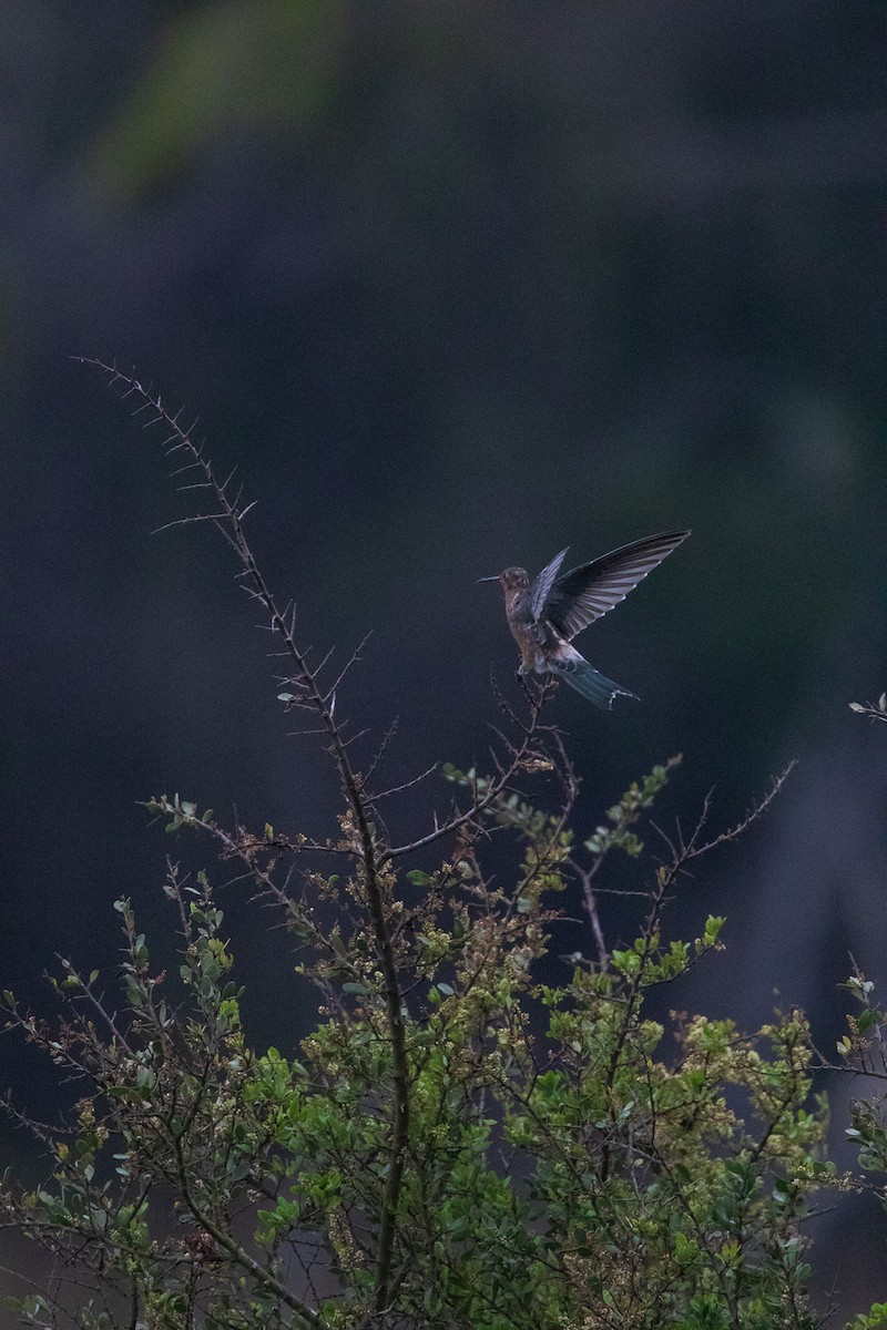 Giant Hummingbird - ML645841334