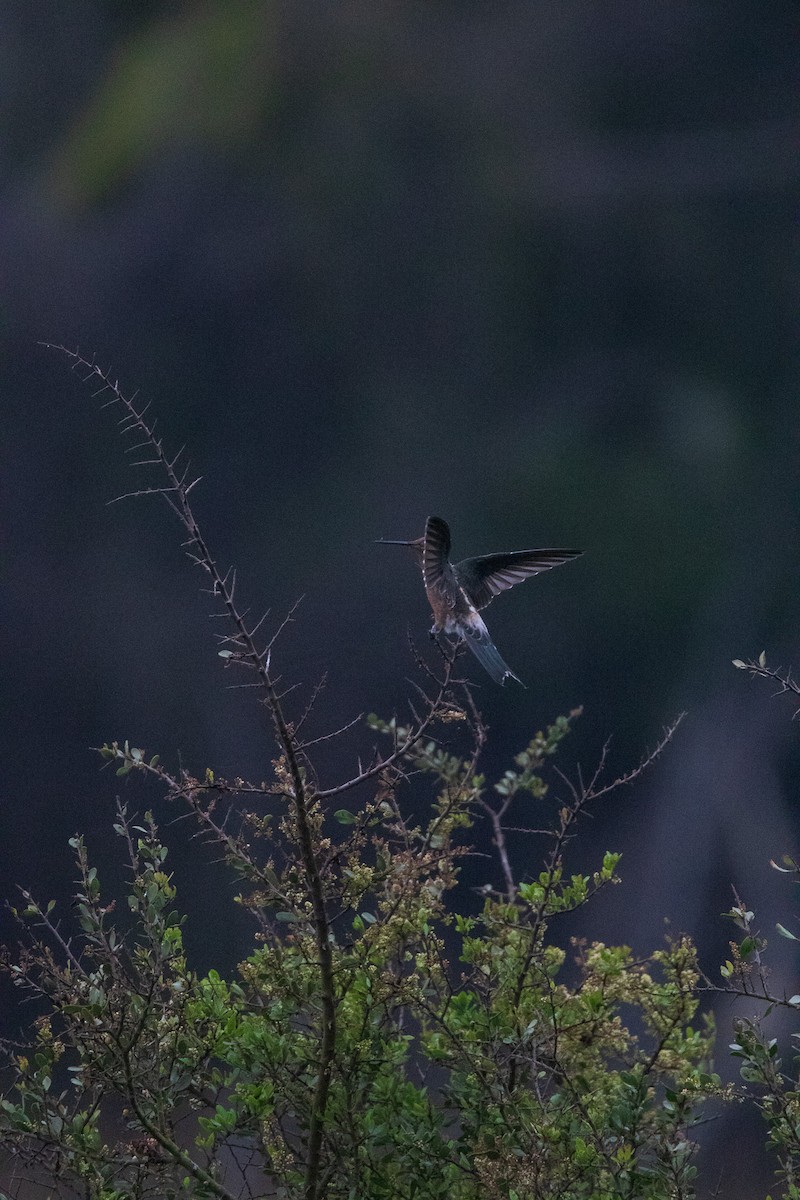 Giant Hummingbird - ML645841335