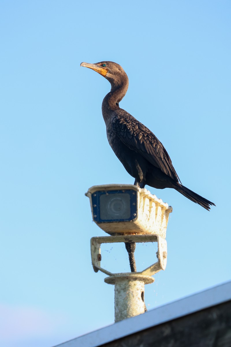 Cormoran à aigrettes - ML645841337
