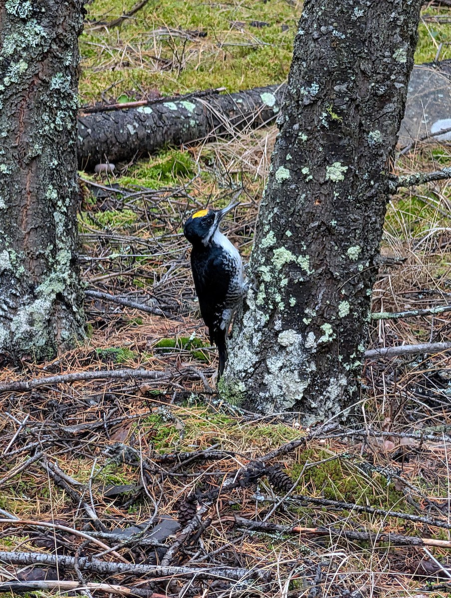 Black-backed Woodpecker - ML645841348