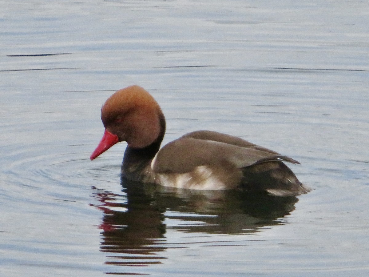 赤嘴潛鴨 - ML645841349