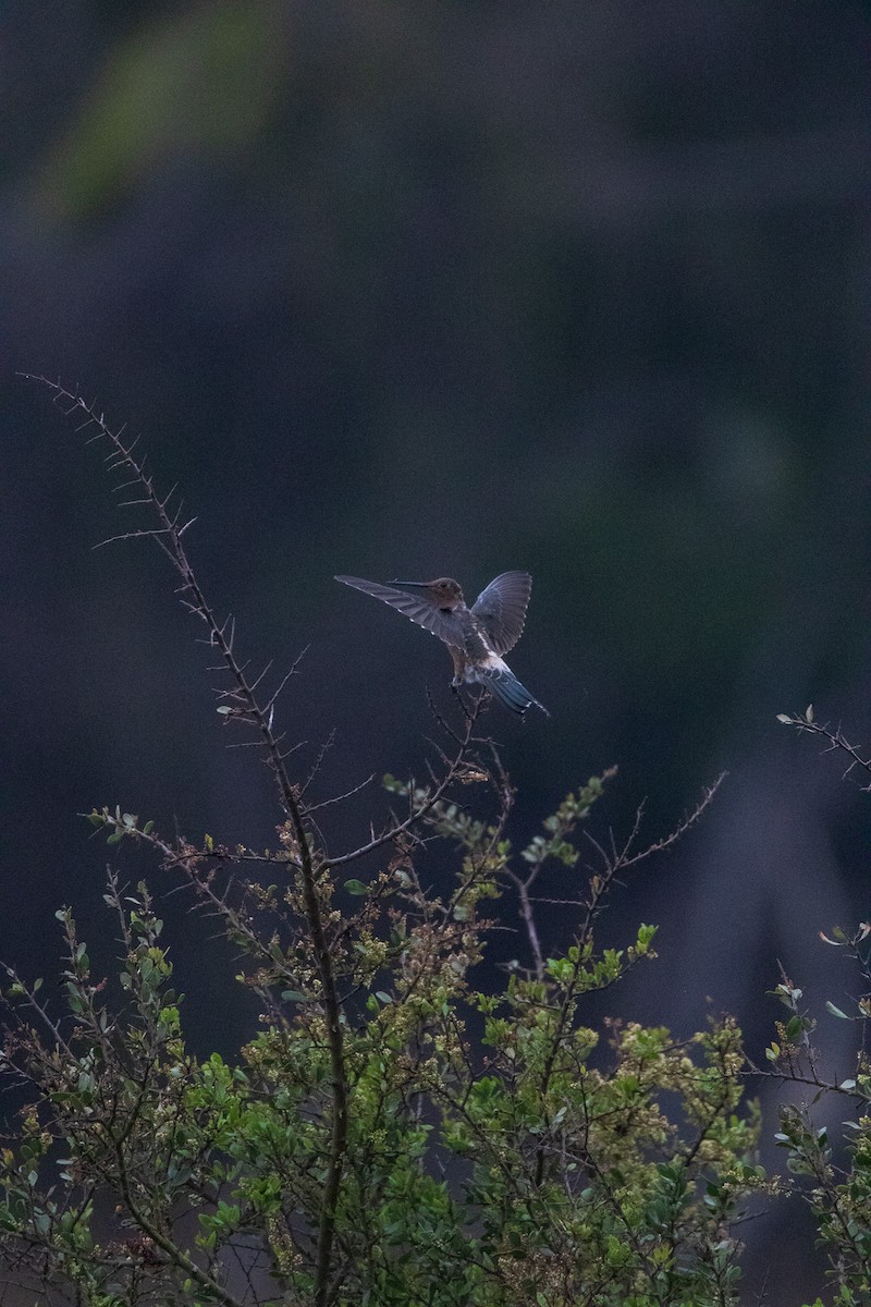 Giant Hummingbird - ML645841353