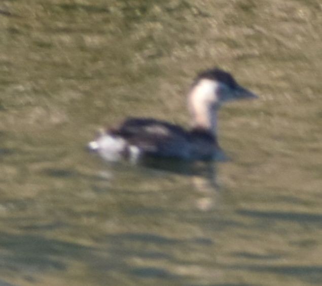 Little Grebe - ML645841364