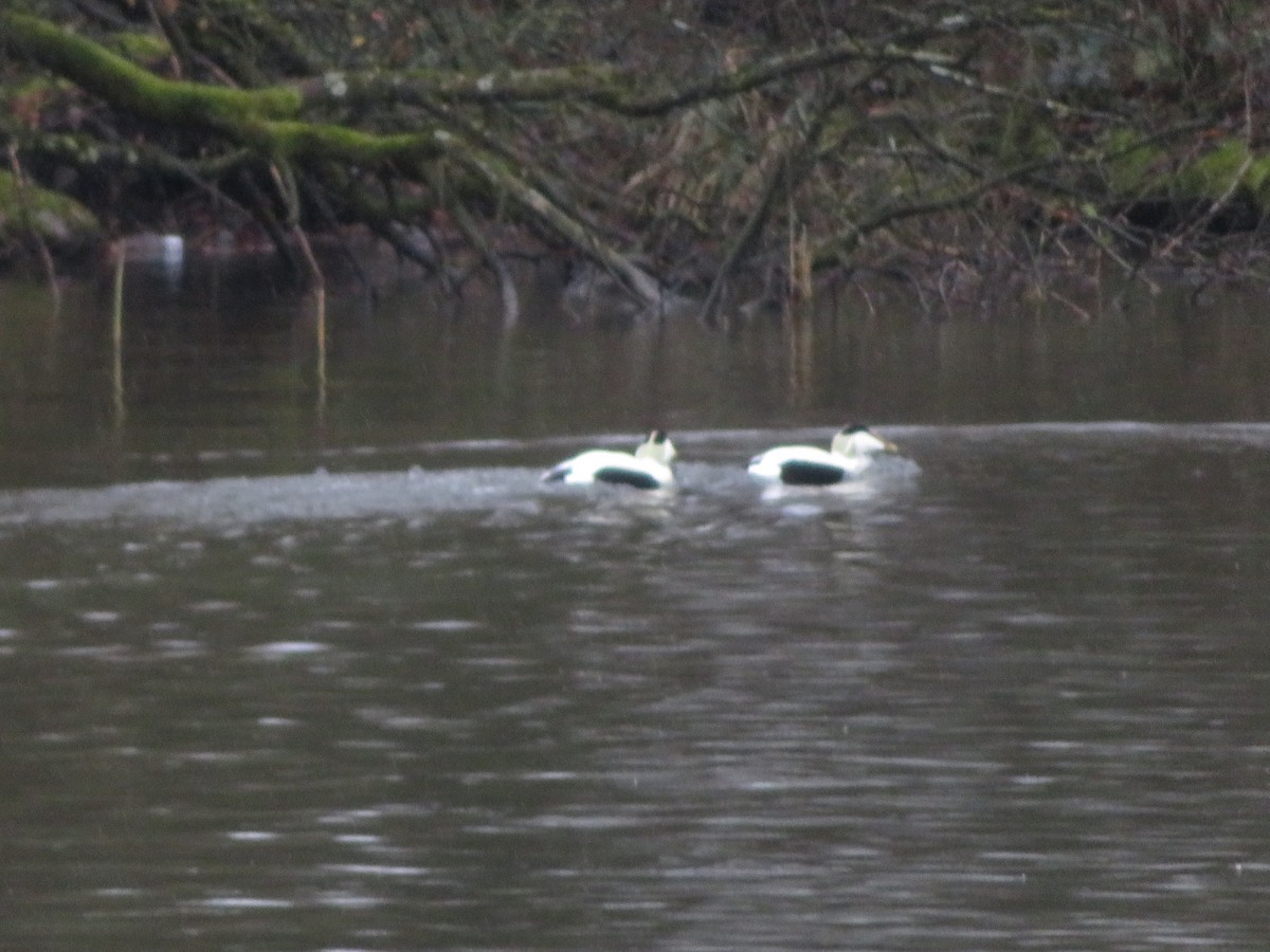 Common Eider - ML645841365