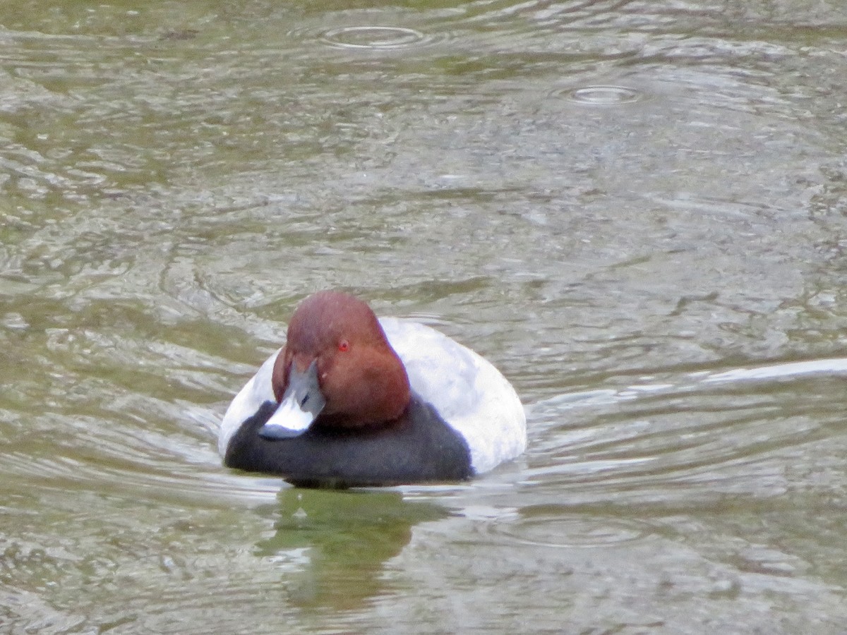 Common Pochard - ML645841366
