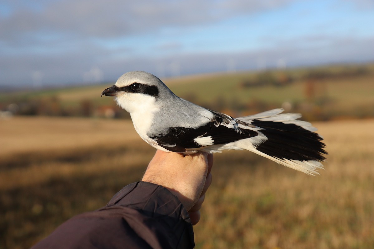 Great Gray Shrike - ML645841369