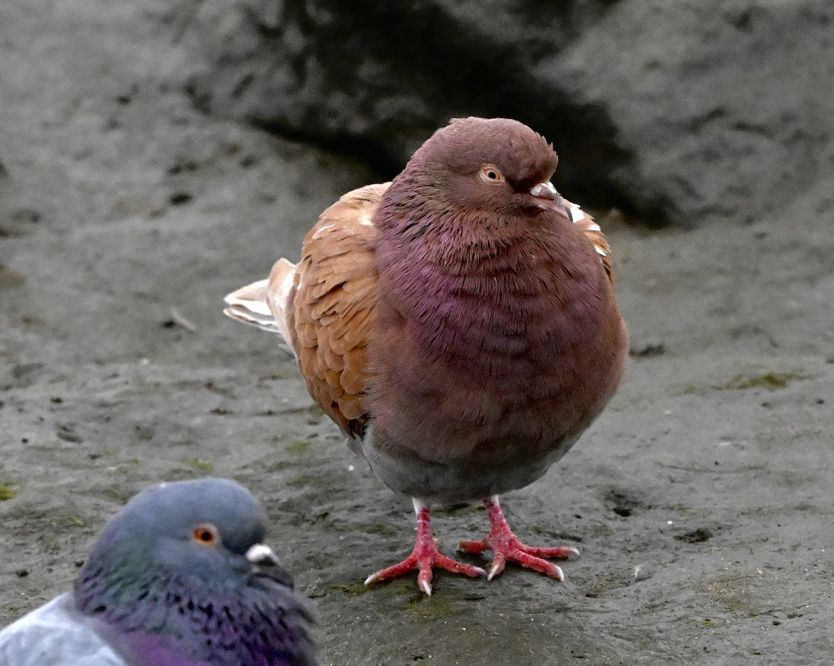 Rock Pigeon (Feral Pigeon) - ML645841370