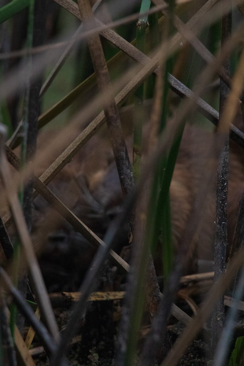 Animals - ML645841371