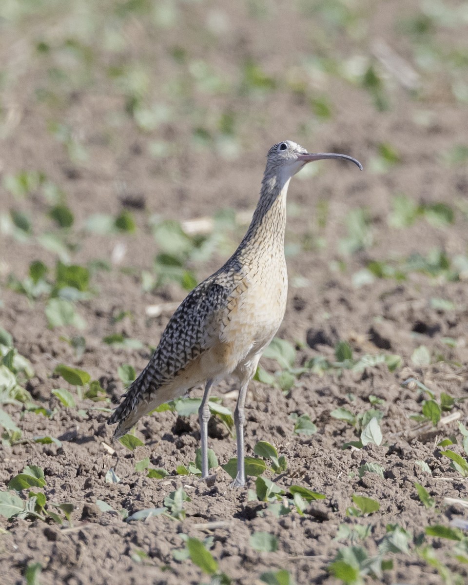 Long-billed Curlew - ML645841372