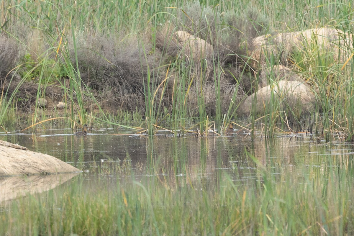 White-backed Duck - ML645841373