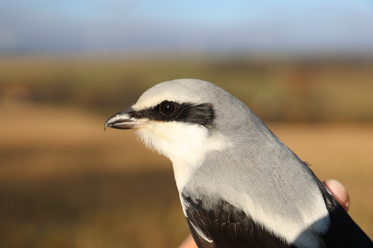 Great Gray Shrike - ML645841374