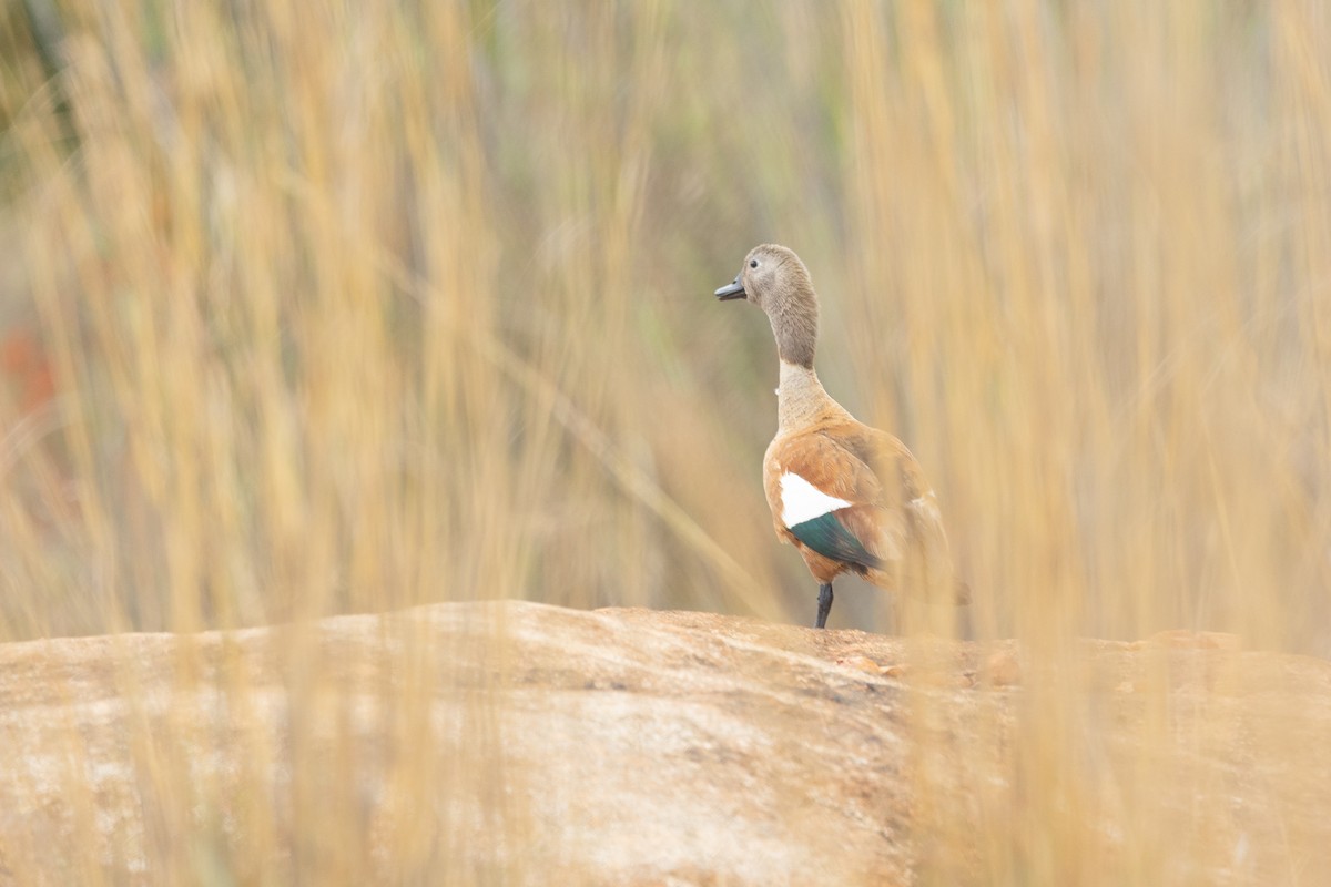 South African Shelduck - ML645841375