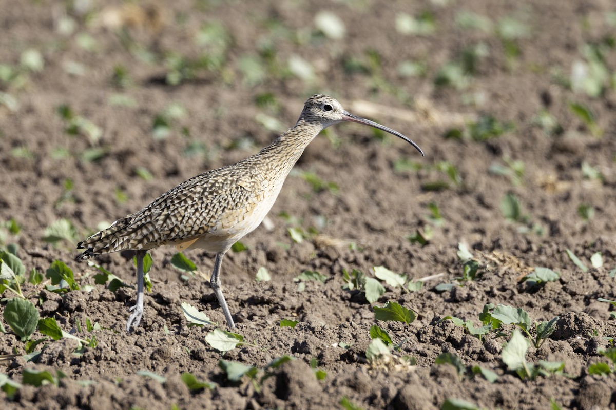 Long-billed Curlew - ML645841376