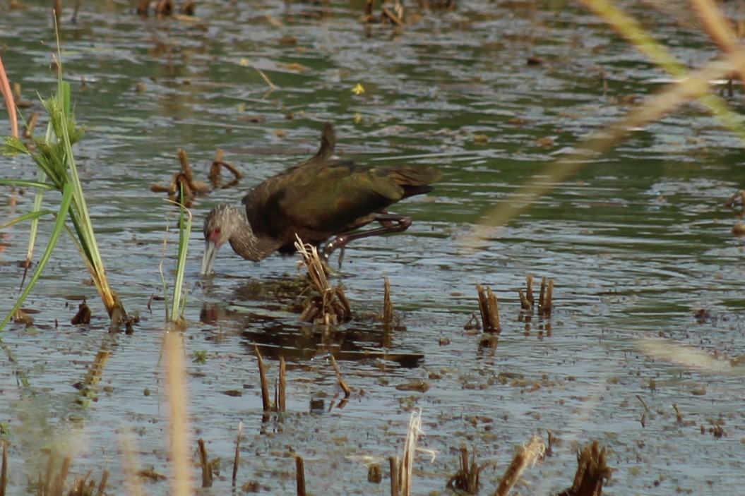 White-faced Ibis - ML645841377