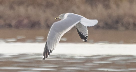 Ring-billed Gull - ML645841379