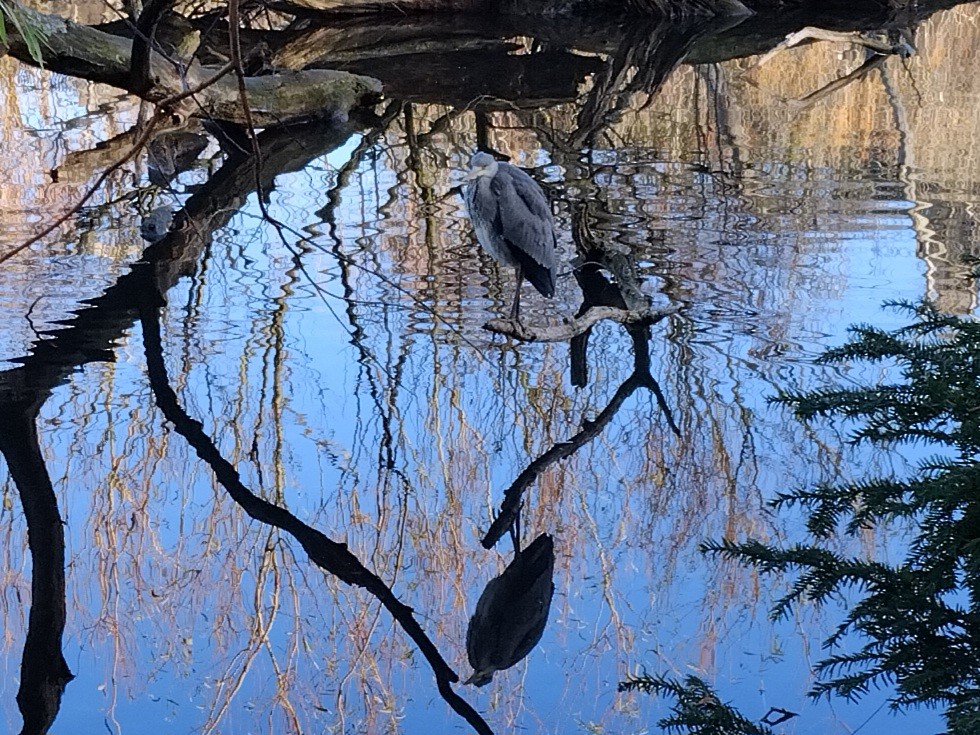 Gray Heron - ML645841380