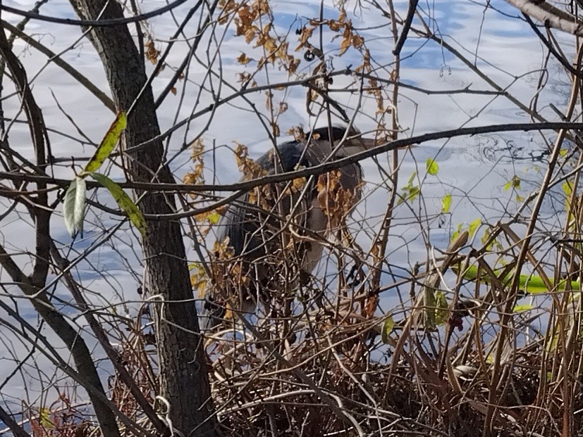 Gray Heron - ML645841381