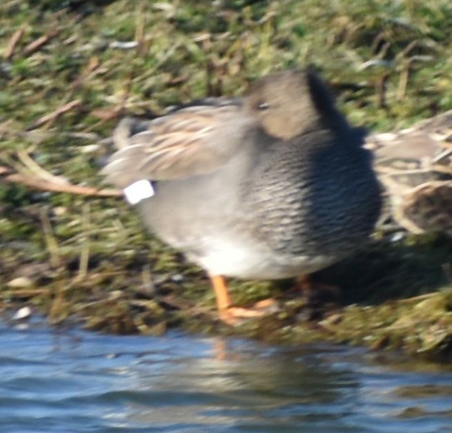 Gadwall - ML645841382