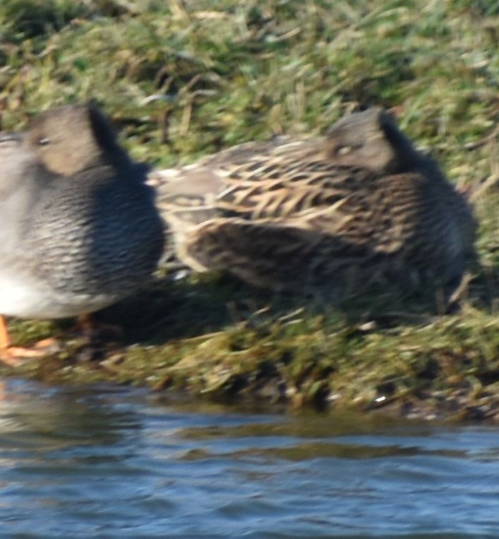 Gadwall - ML645841383