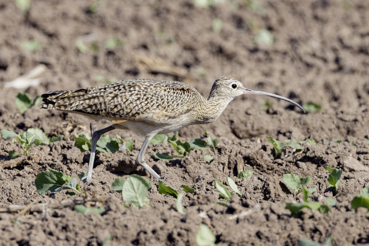 Long-billed Curlew - ML645841384