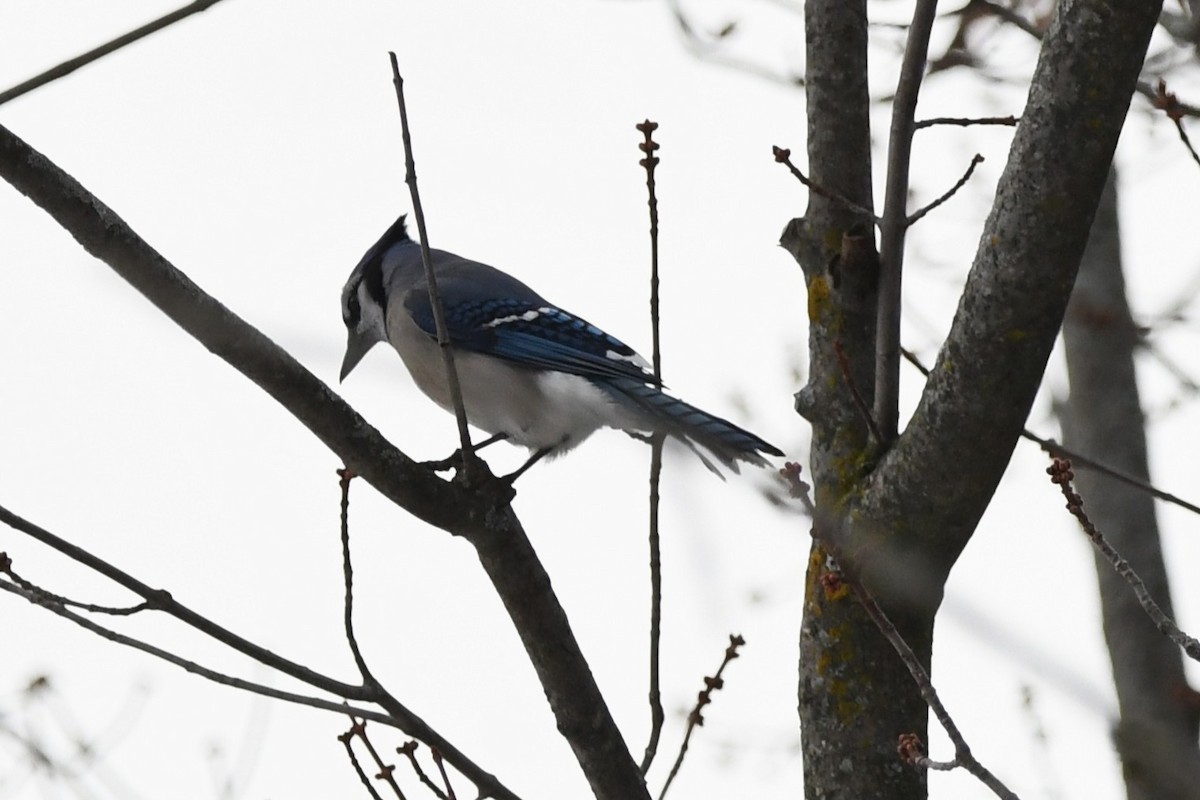 Blue Jay - ML645841385