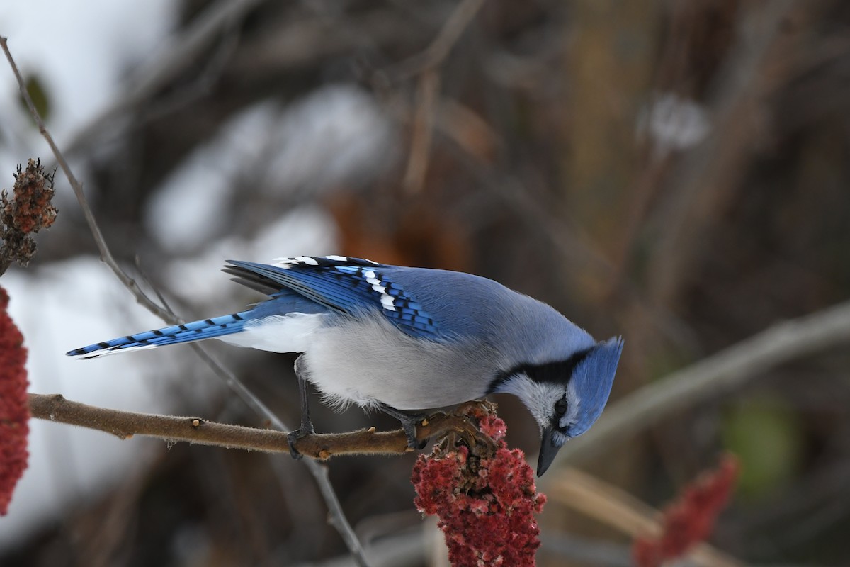Blue Jay - ML645841386