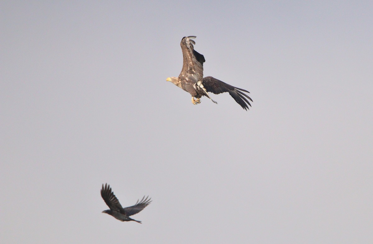 White-tailed Eagle - ML645841387