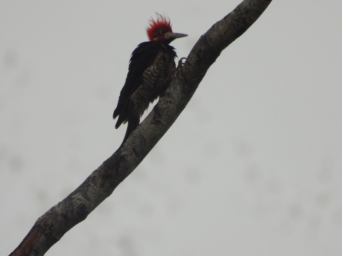 Crimson-crested Woodpecker - ML645841388