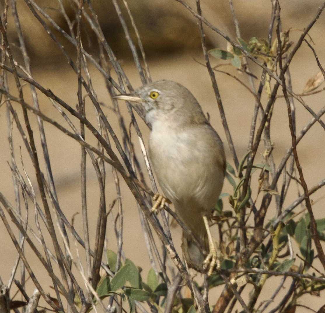 Great Indian Bustard - ML645841389