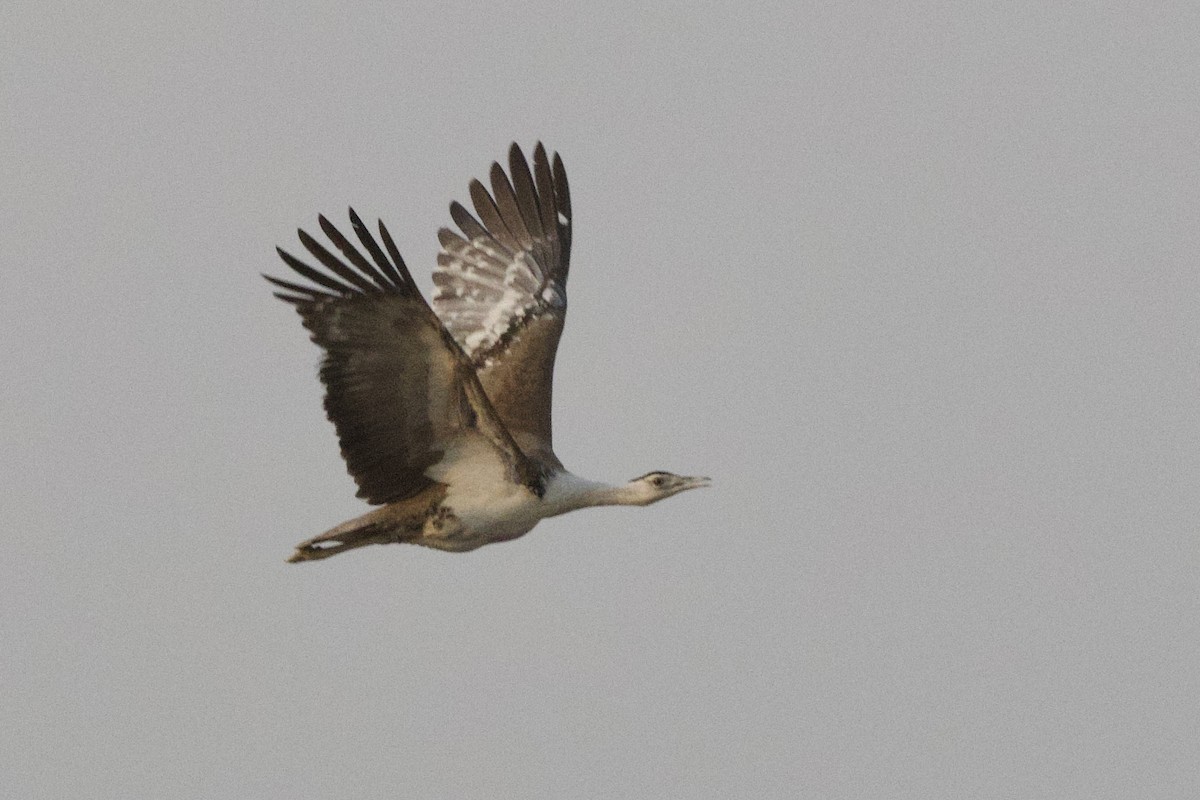 Great Indian Bustard - ML645841390