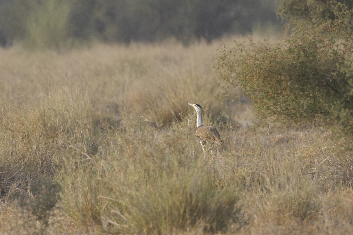 Great Indian Bustard - ML645841393
