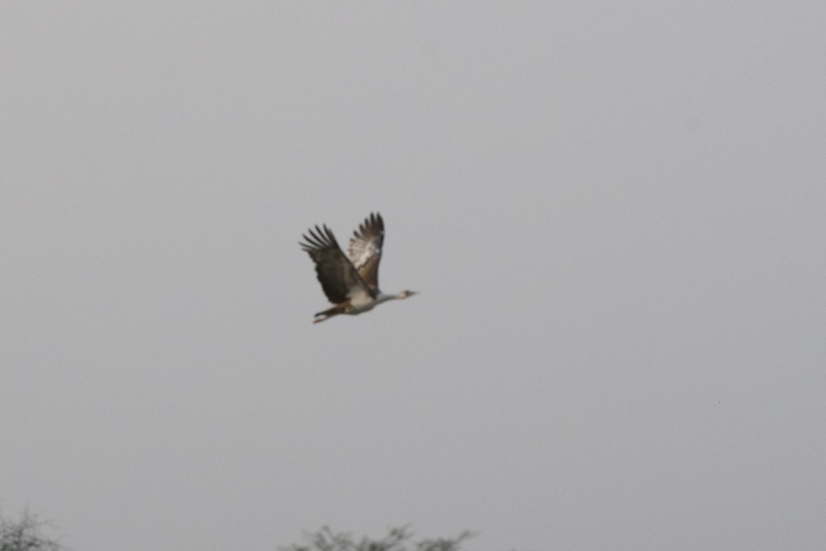 Great Indian Bustard - ML645841395