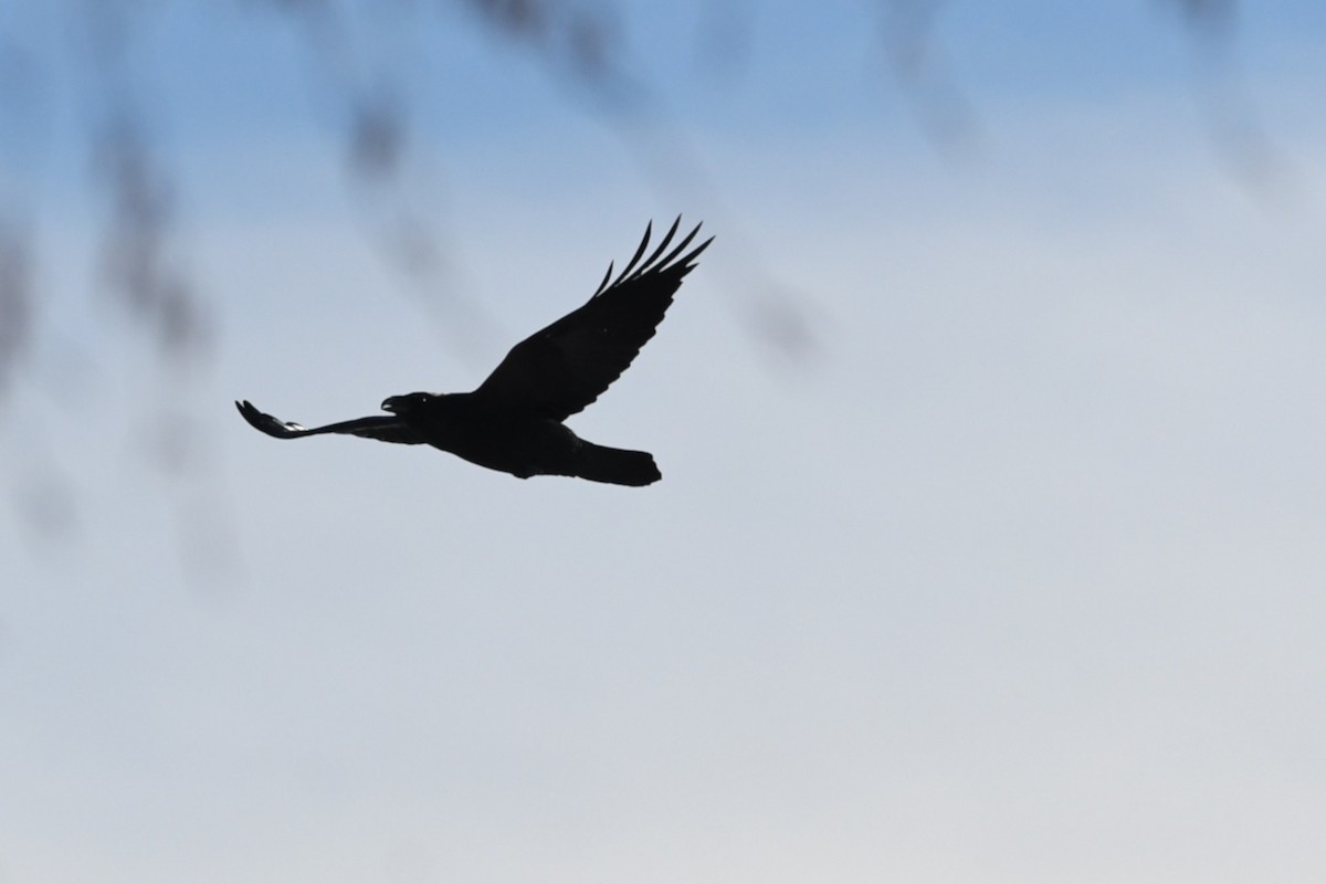 American Crow - ML645841399