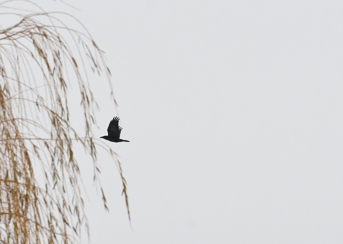 American Crow - ML645841400