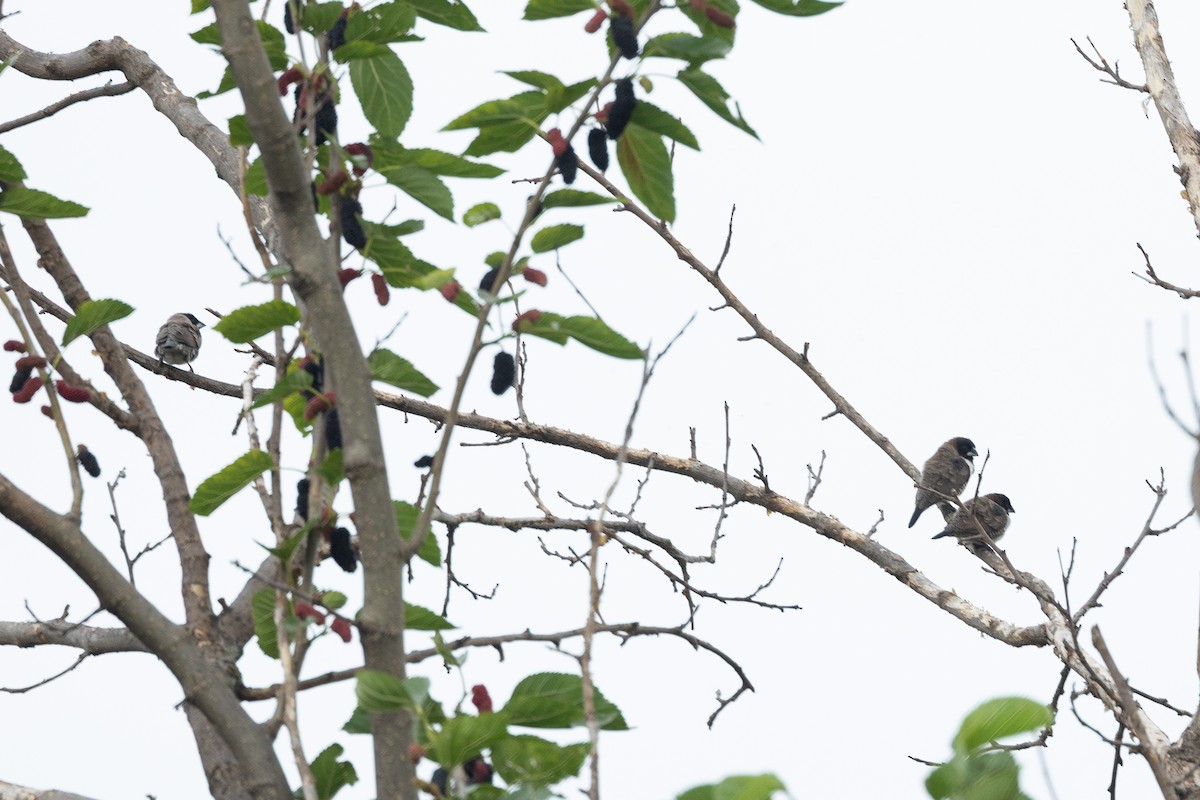 Бронзовая муния - ML645841408