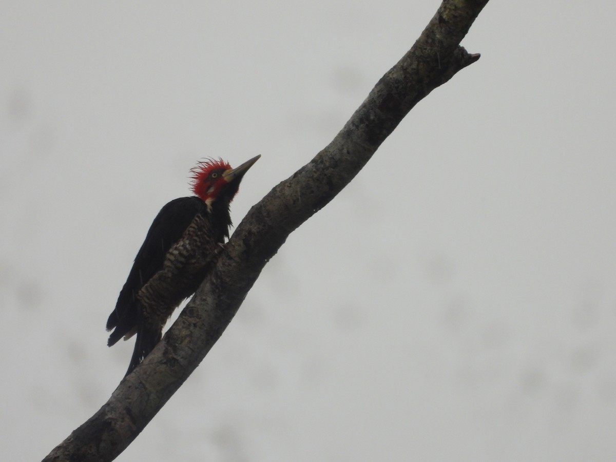 Crimson-crested Woodpecker - ML645841409
