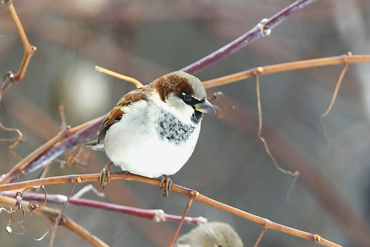 Gorrión Común - ML645841420