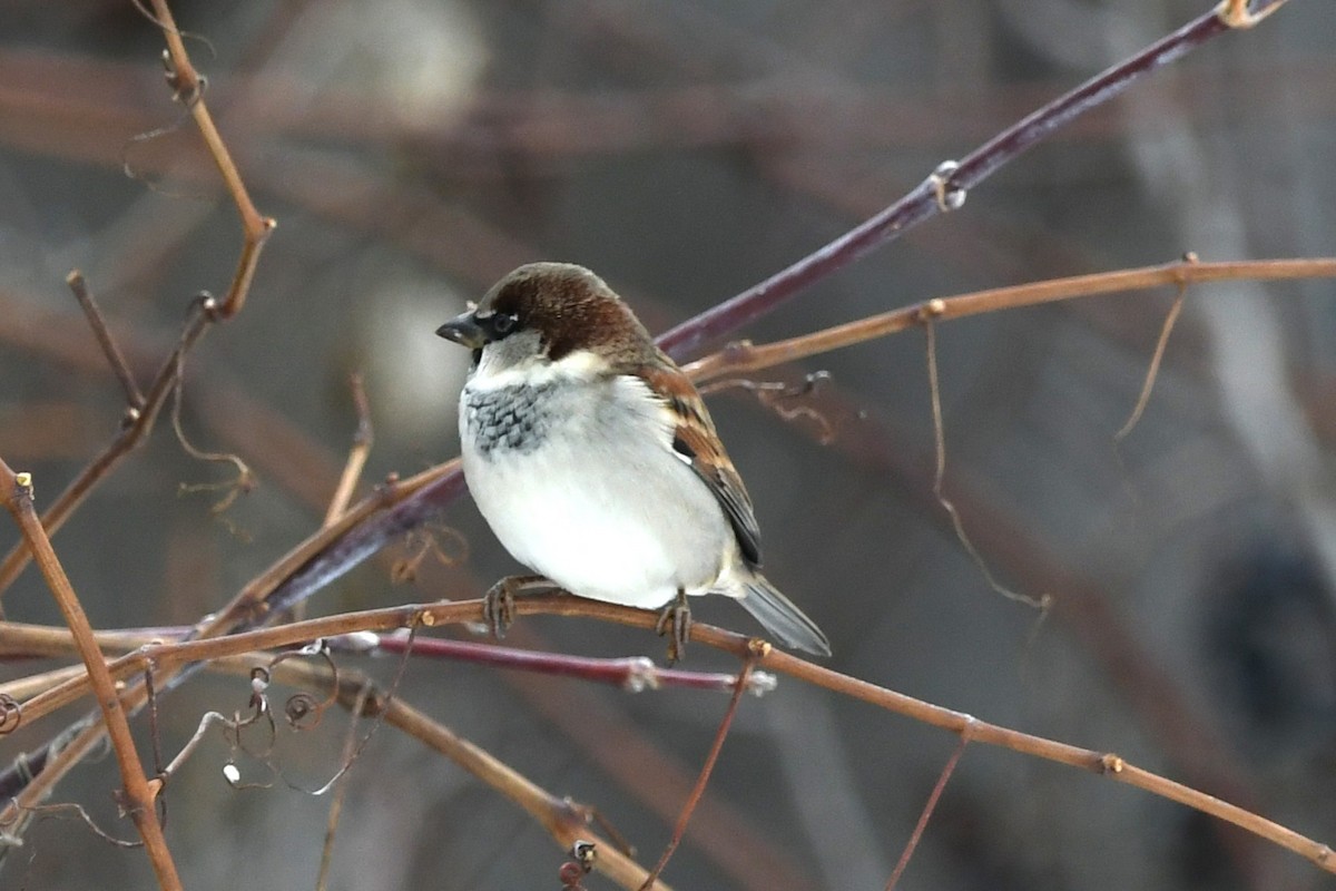 Gorrión Común - ML645841421