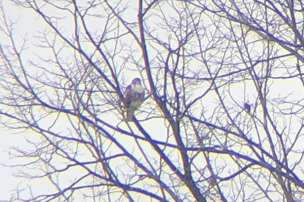 Red-tailed Hawk (abieticola) - ML645841422