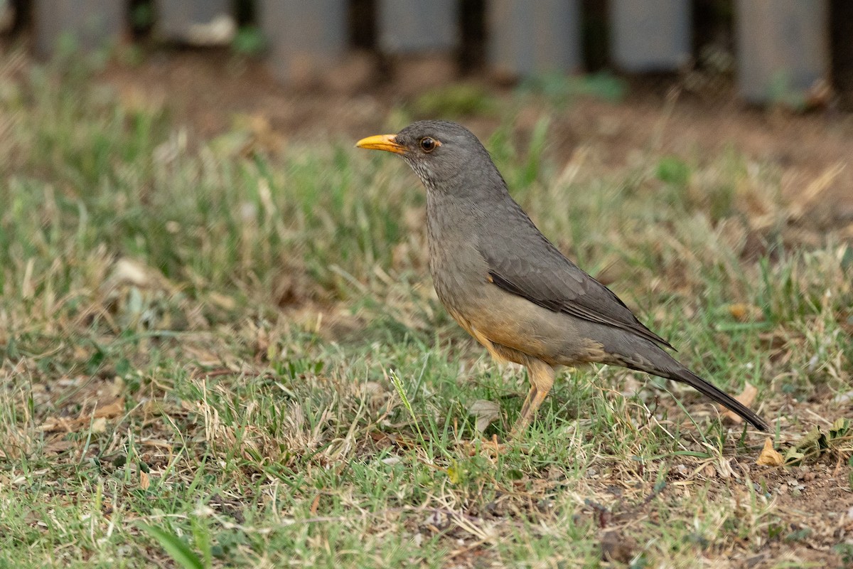 Karoo Thrush - ML645841423