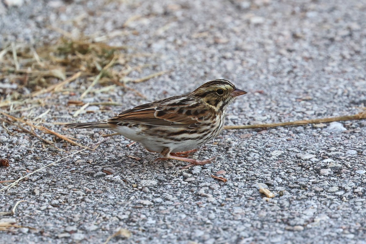 Пасовник савановий - ML645841425