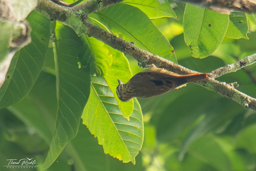 Slender-billed Xenops - ML645841427