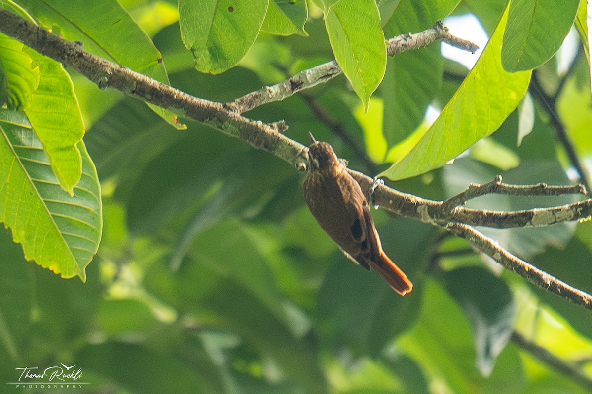 Slender-billed Xenops - ML645841428