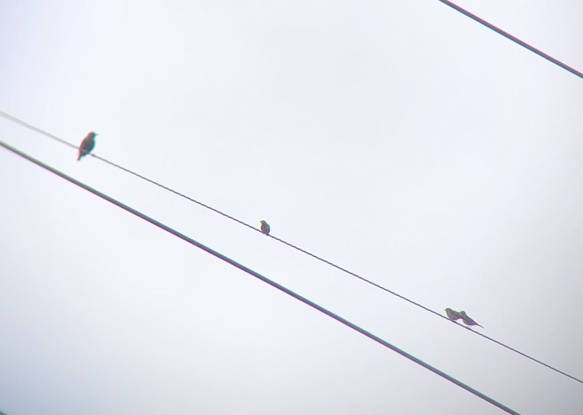 American Pipit - ML645841429