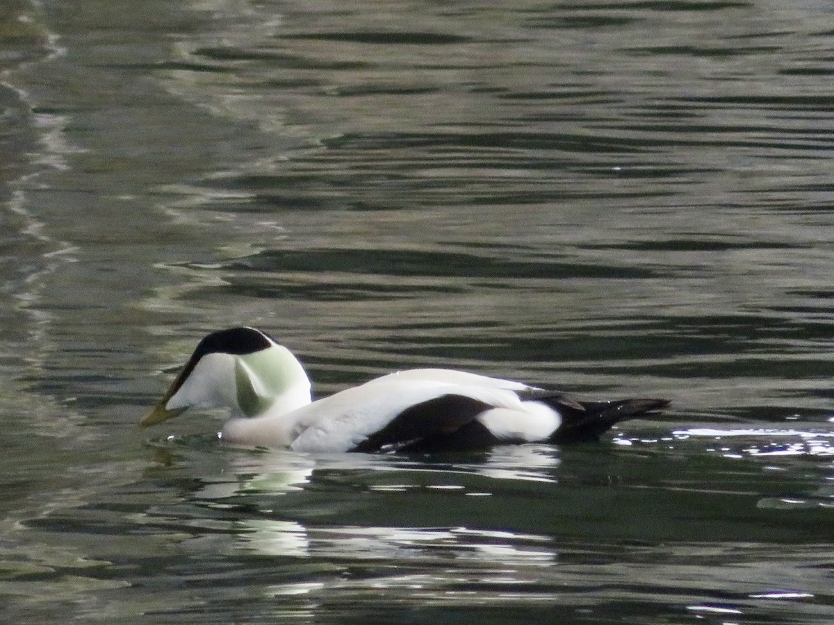 Common Eider - ML645841432
