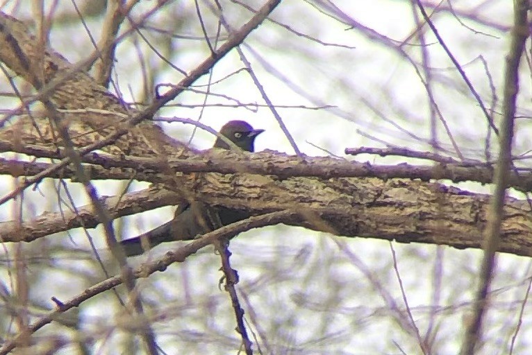 Rusty Blackbird - ML645841437