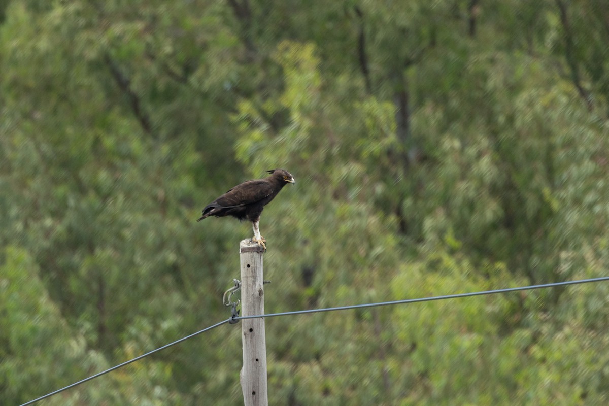 Long-crested Eagle - ML645841445